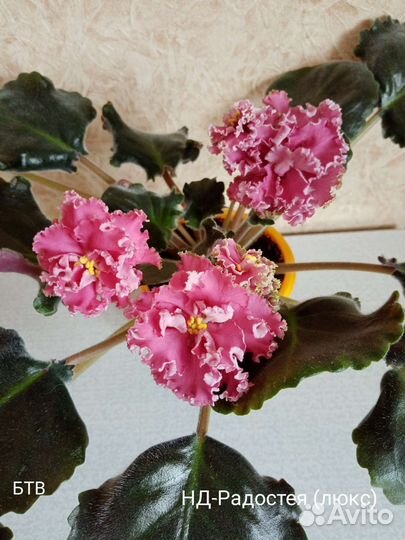 Ук. листы фиалки с детками