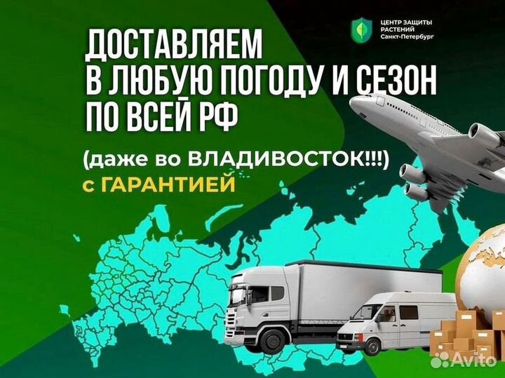 Неосейулюс калифорникус (Neoseiulus californicus)