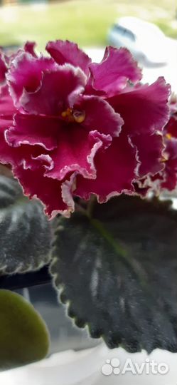 Фиалки сортовые крупноцветковые