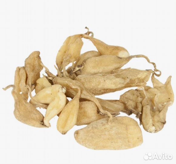 Корень ятрышника