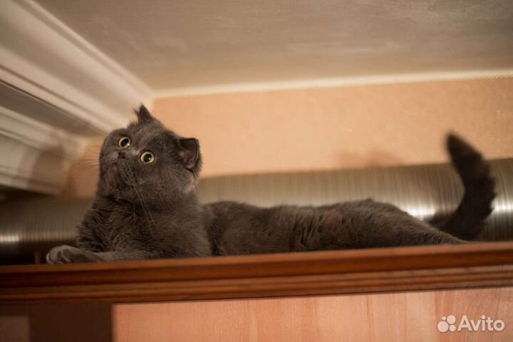 Вязка с котом