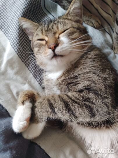 Котики бесплатно