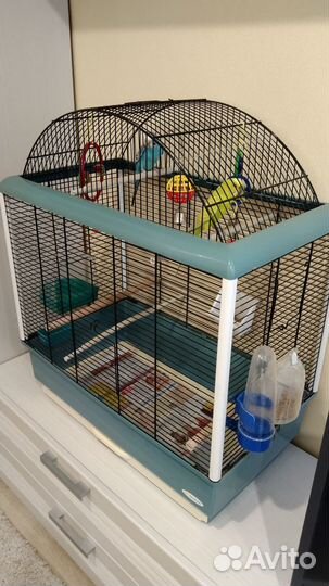 Волнистые попугаи пара с просторной клеткой