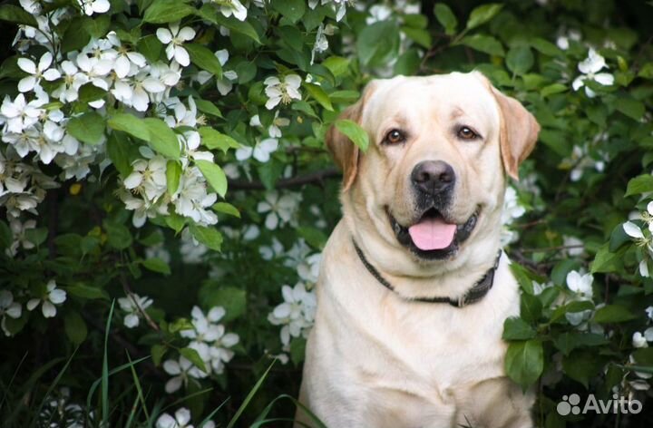 Лабрадор ретривер