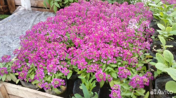 Алиссум кустовой