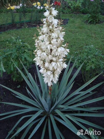 Хризантемы, юкка