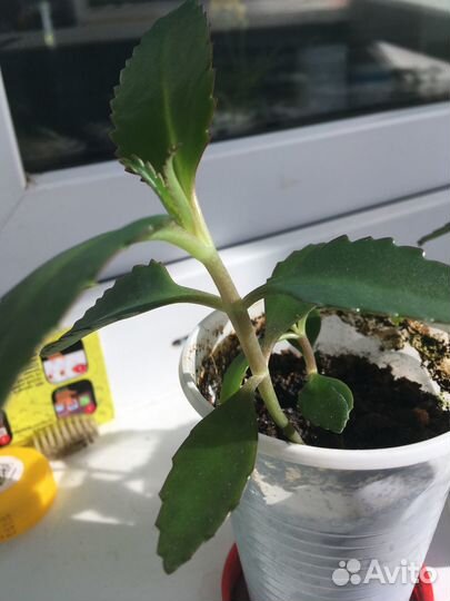 Каланхоэ лекарственное