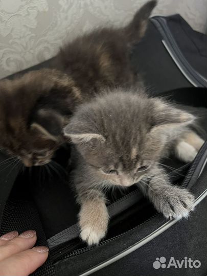Котята добрые руки