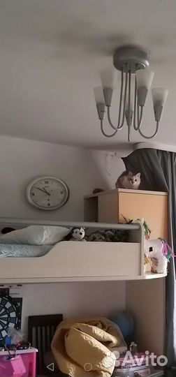 Зооняня, передержка, выгул собак и кошек