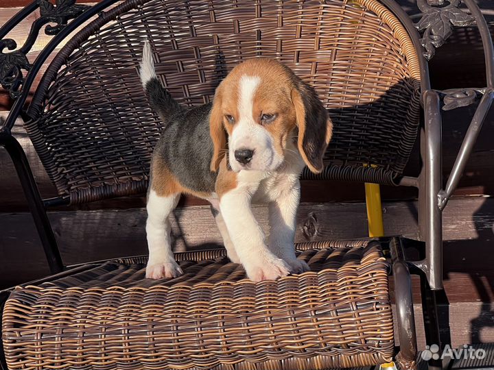 Бигль щенки