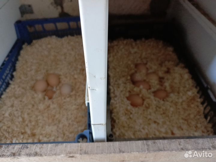 Домашние куриные яйца