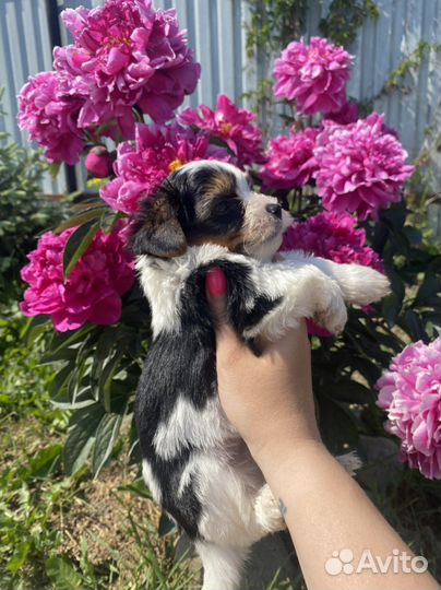 Бивер кобель