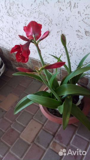 Гиппиаструм