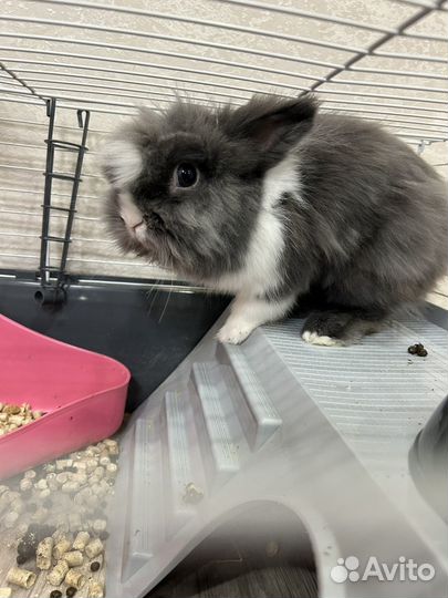 Продам кролика
