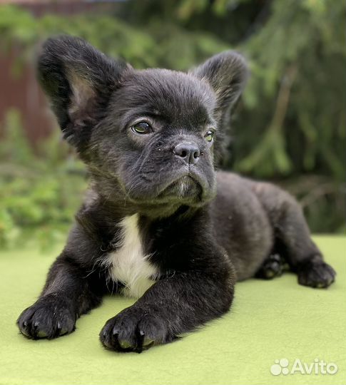 Французский бульдог, девочка