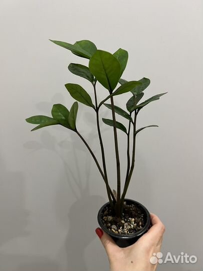 Замиокулькас