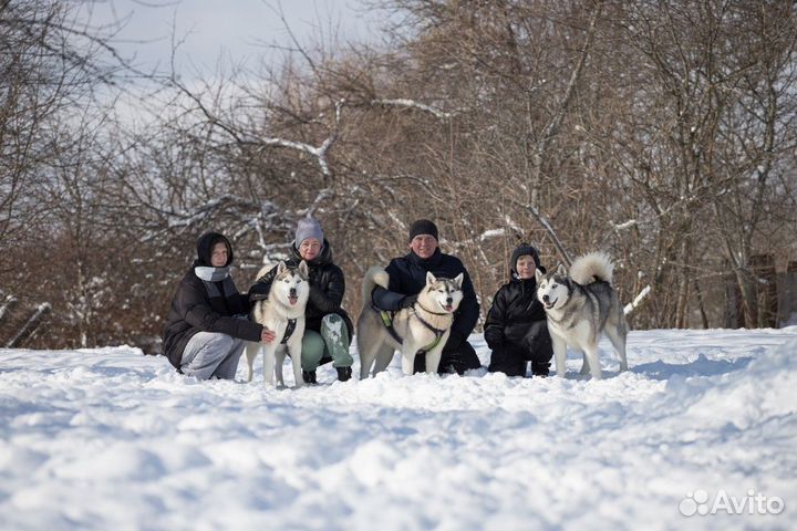 Экскурсия — Переславль-Залесский — Вгости ксибирск