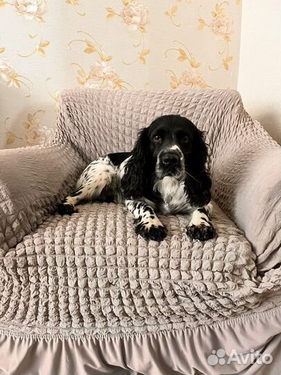 Кобель для вязки