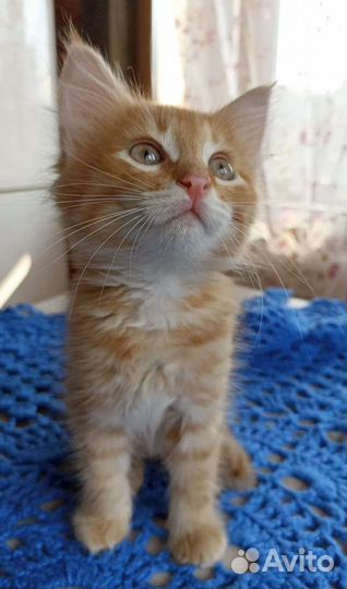 Кошки в добрые руки бесплатно