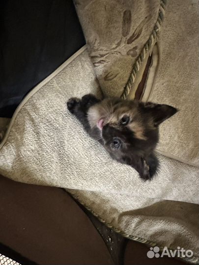 Британские котята