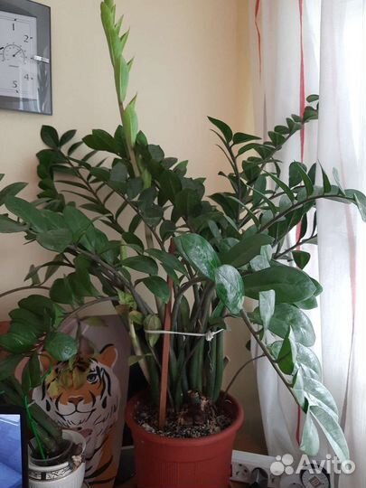 Замиокулькас