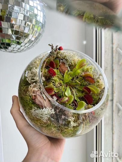 Флорариум с венериной мухоловкой