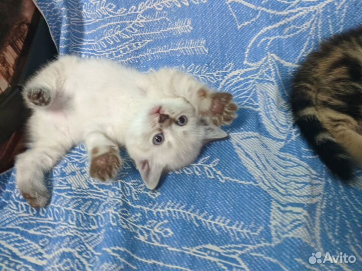 Британские котята