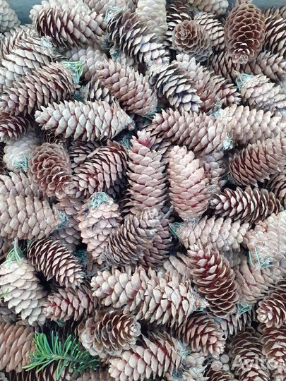 Шишки сосновые, еловые, ольховые