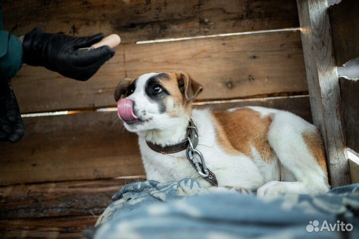 Собака в добрые руки