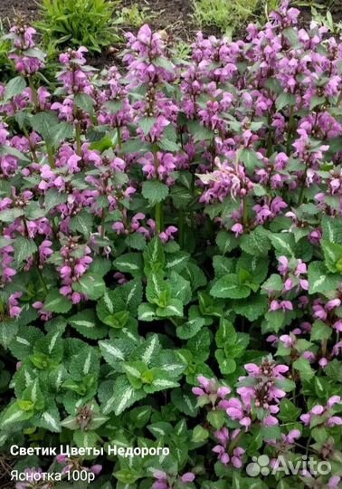 Многолетники