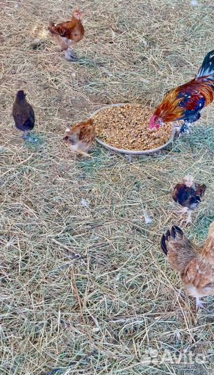 Семья Алтайских бентамок