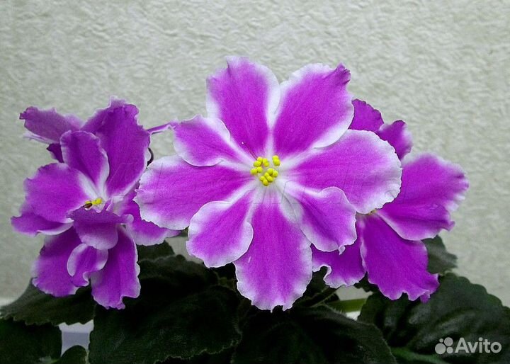 Листья сортовых фиалок