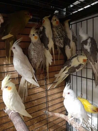 Кореллы безщекие