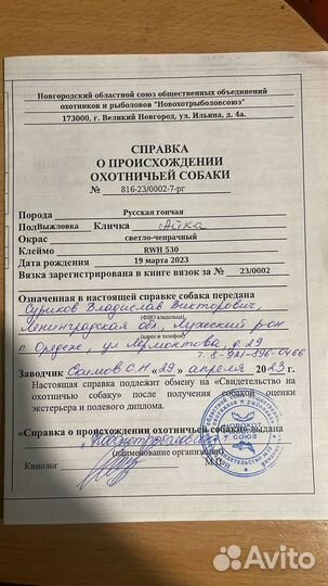 Продажа русских гончих