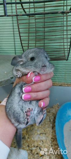Шиншилла 2 месяца