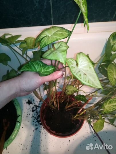 Сингониум Батерфляй