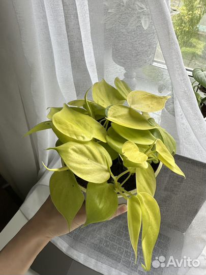 Филодендрон лайм