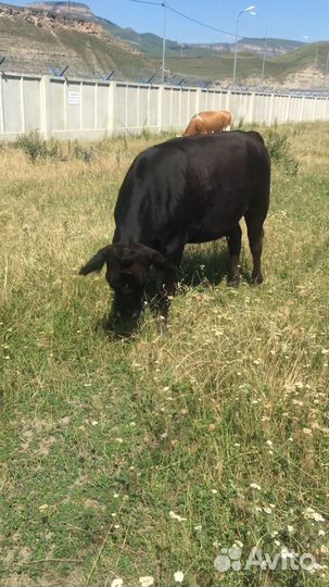 Абердино-Ангусы Коровы,телки, телята буйвол бык