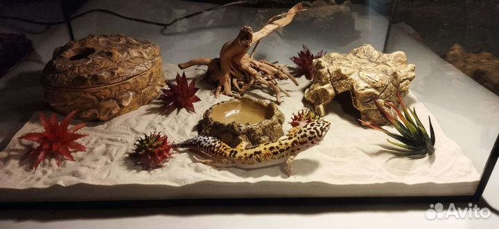 Эублефар с террариумом новый