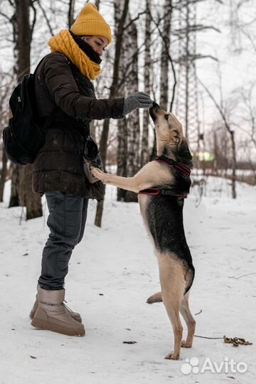 Собаки бесплатно