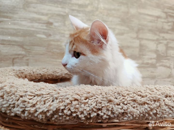 Кошки