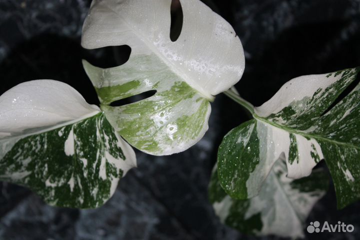 Монстера вариегатная альба