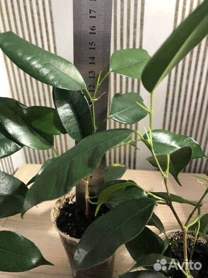 Фикус Даниэль