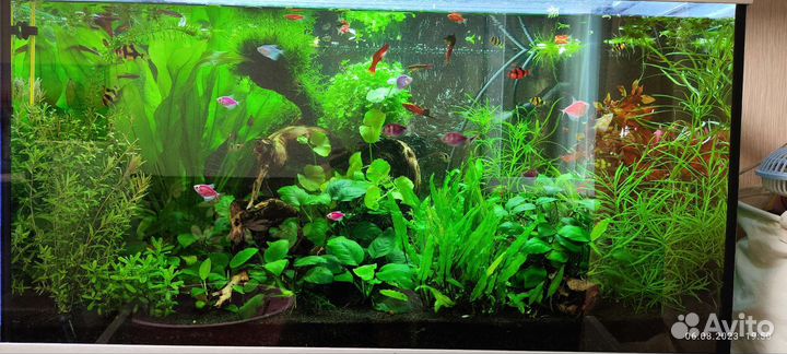 Прополка аквариумных растений