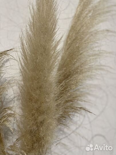 Пампасная трава декор