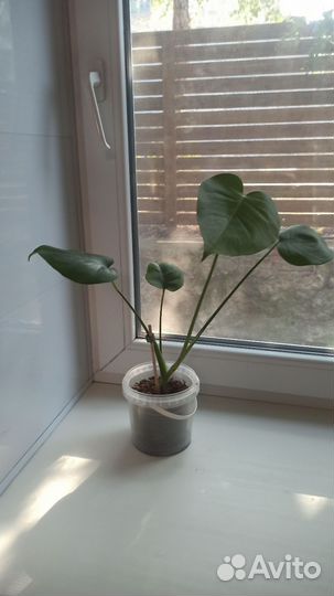 Комнатные растения