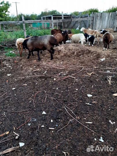 Курдючные бараны овцы