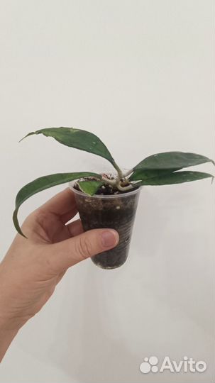 Хойя финлайсони