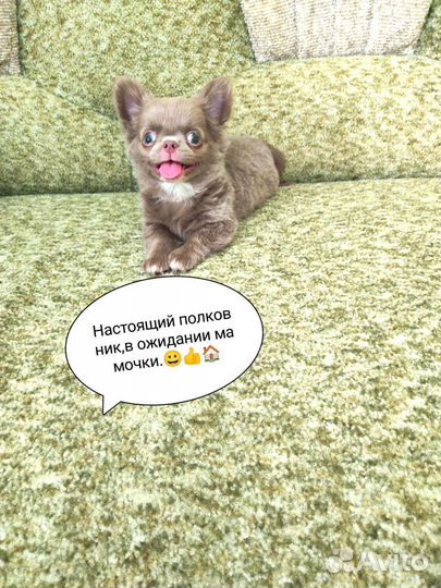 Куклята чишки - веселые ребята