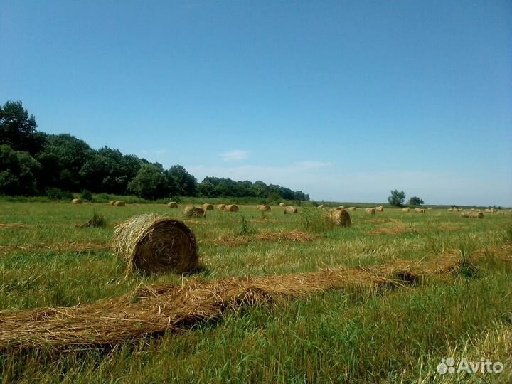 Продам сено суданка